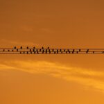 Elektronika: Jak Nowoczesne Technologie Zmieniają Obserwację Nocną